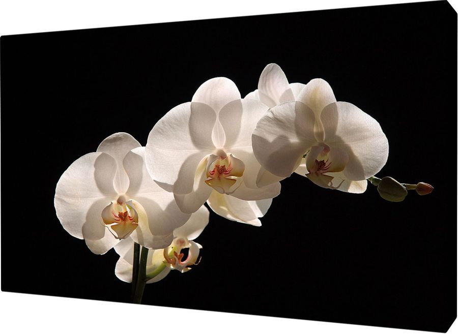 Phalaenopsis 100%