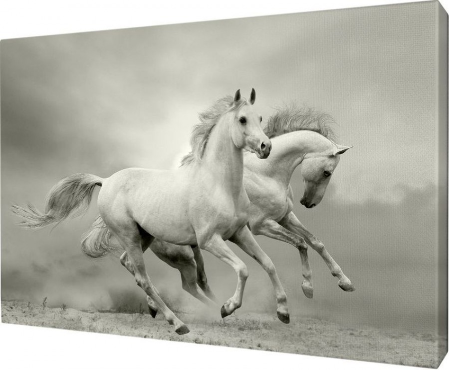 Белые кони старые. Белая лошадь. Лошадь чб. Пара лошадей. Лошадь черно белая